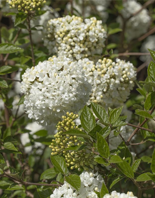 Viburnum Eskimo