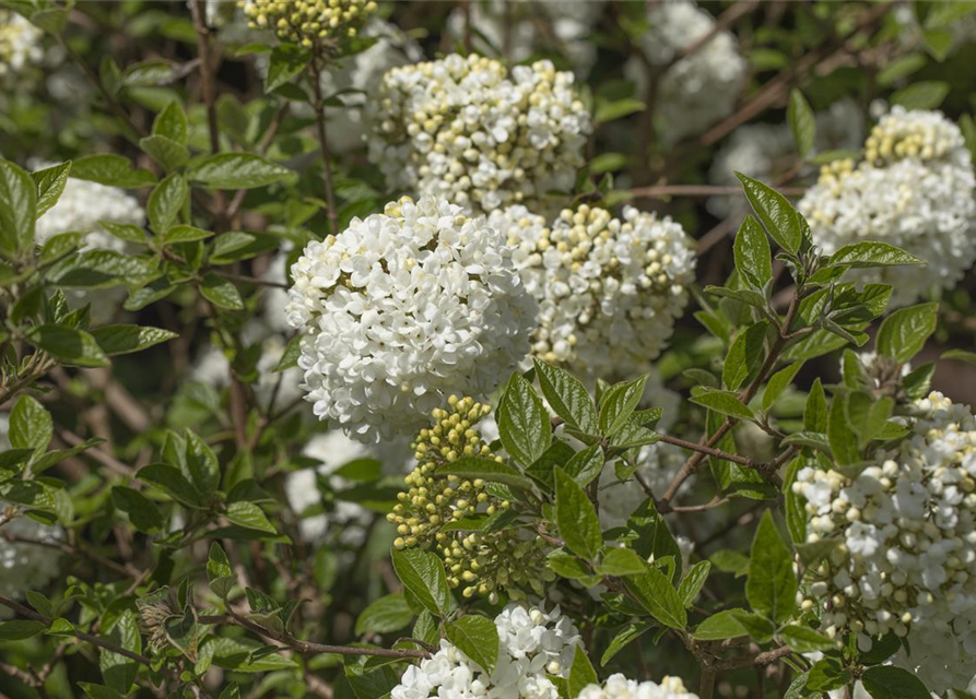 Viburnum Eskimo