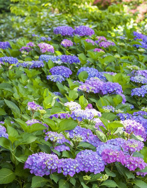 Hydrangea macrophylla Mix