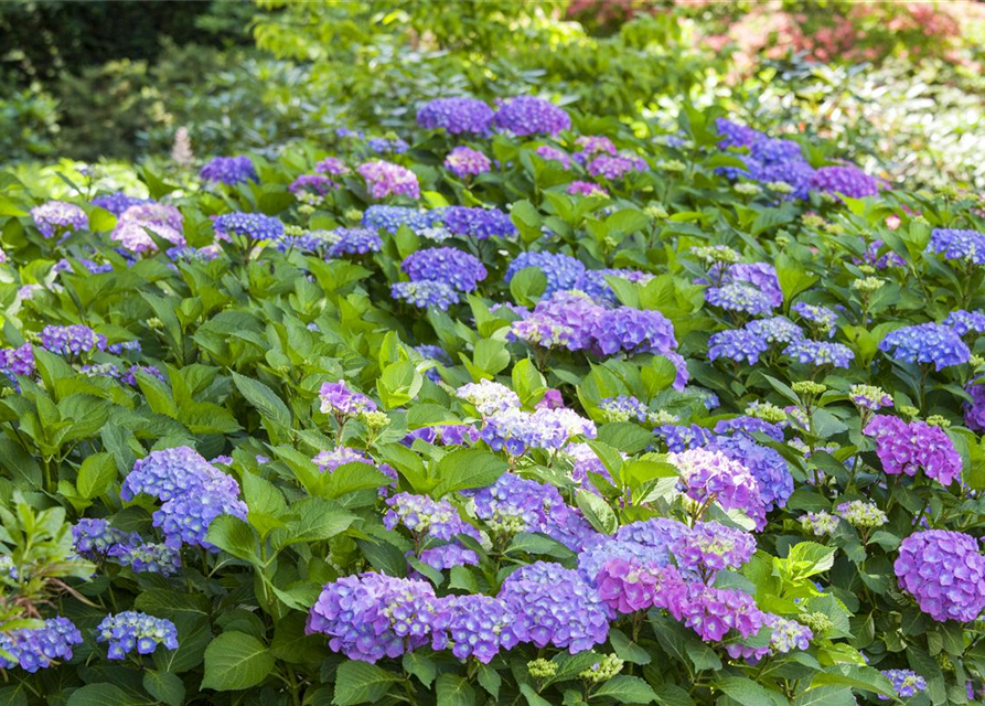 Hydrangea macrophylla Mix