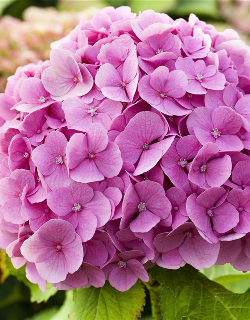 Hydrangea macrophylla Mix