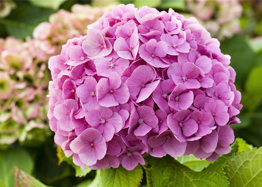 Hydrangea macrophylla Mix