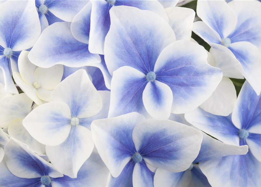 Hydrangea macrophylla Mix