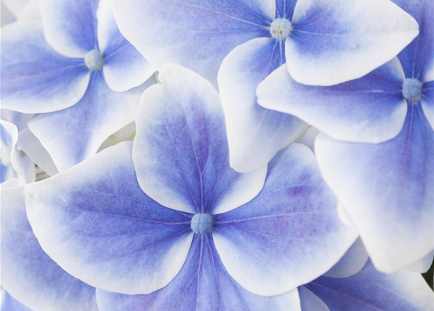 Hydrangea macrophylla Mix