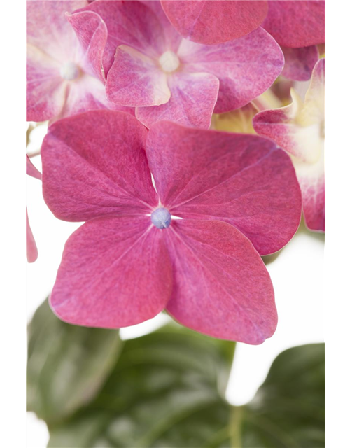 Hydrangea macrophylla