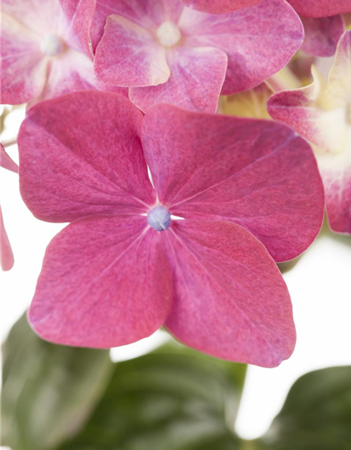 Hydrangea macrophylla Mix