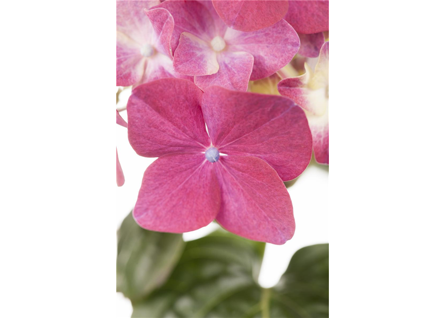 Hydrangea macrophylla