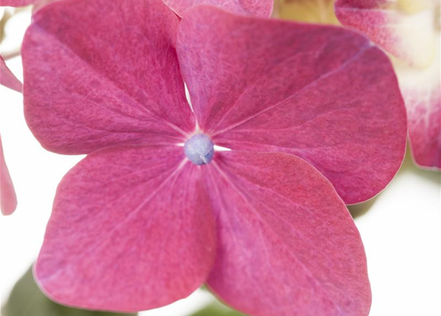 Hydrangea macrophylla Mix