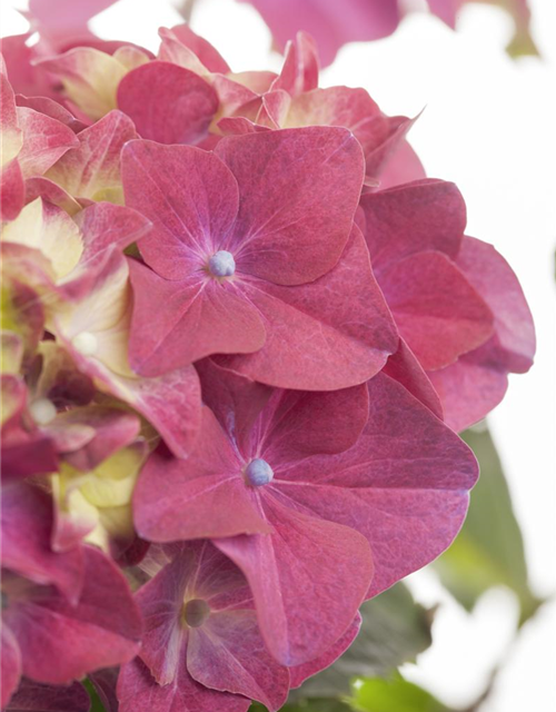 Hydrangea macrophylla Mix