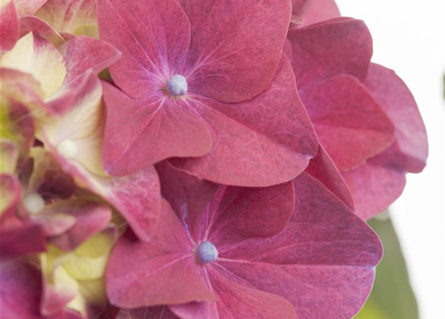 Hydrangea macrophylla Mix