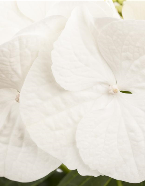 Hydrangea macrophylla Weiß