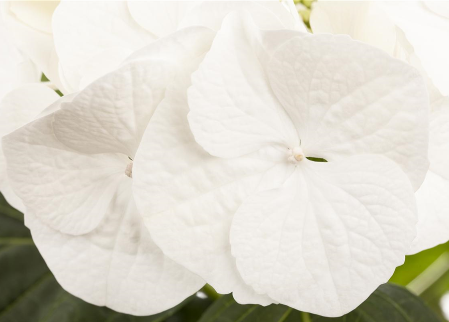 Hydrangea macrophylla Weiß