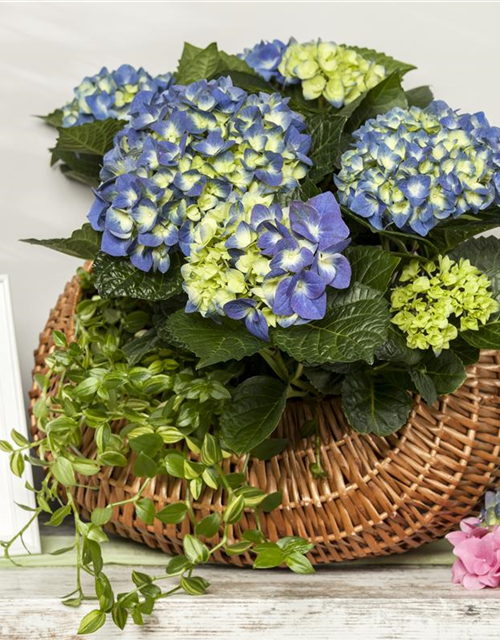 Hydrangea macrophylla