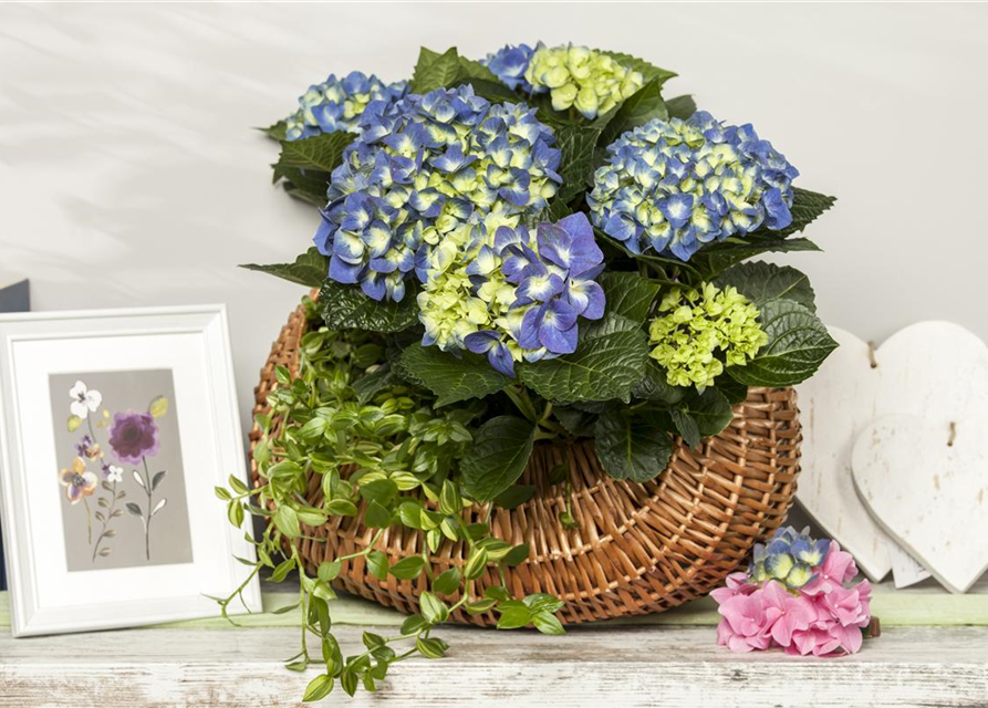 Hydrangea macrophylla