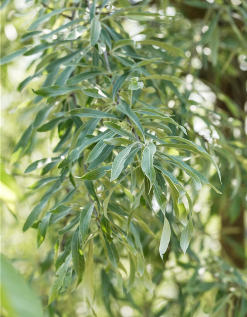 Pyrus salicifolia Pendula