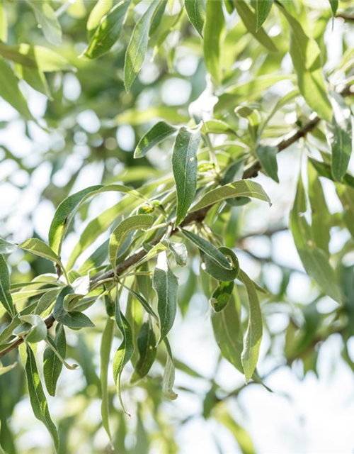 Pyrus salicifolia Pendula