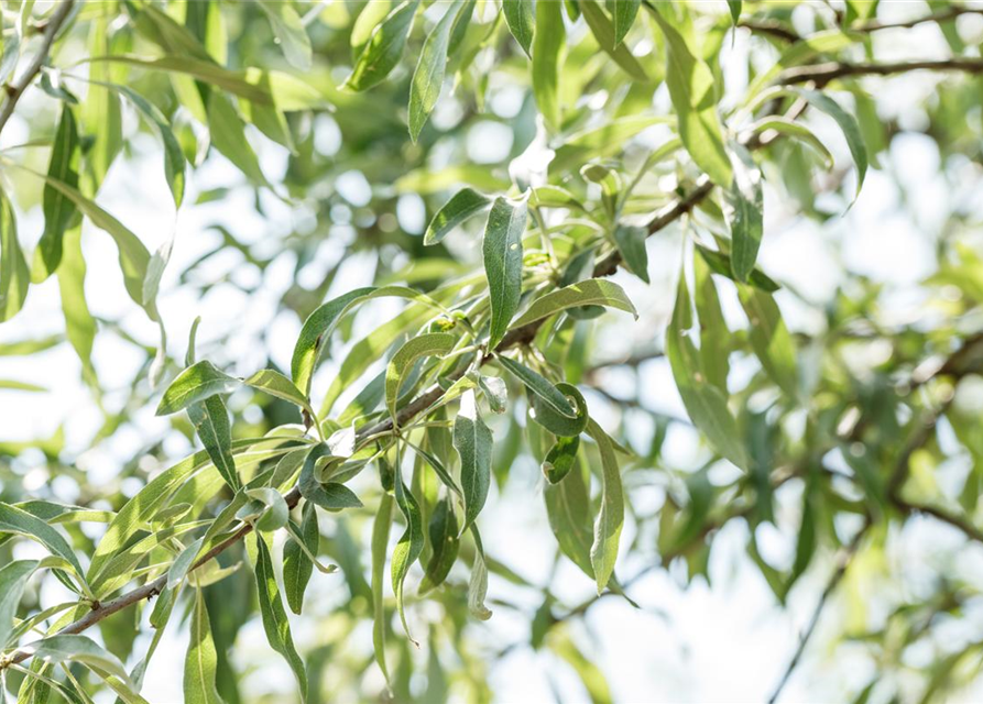 Pyrus salicifolia Pendula