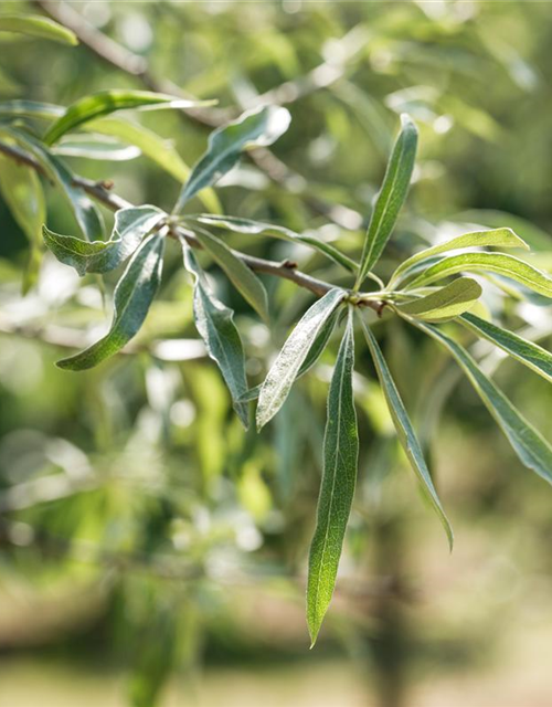 Pyrus salicifolia Pendula