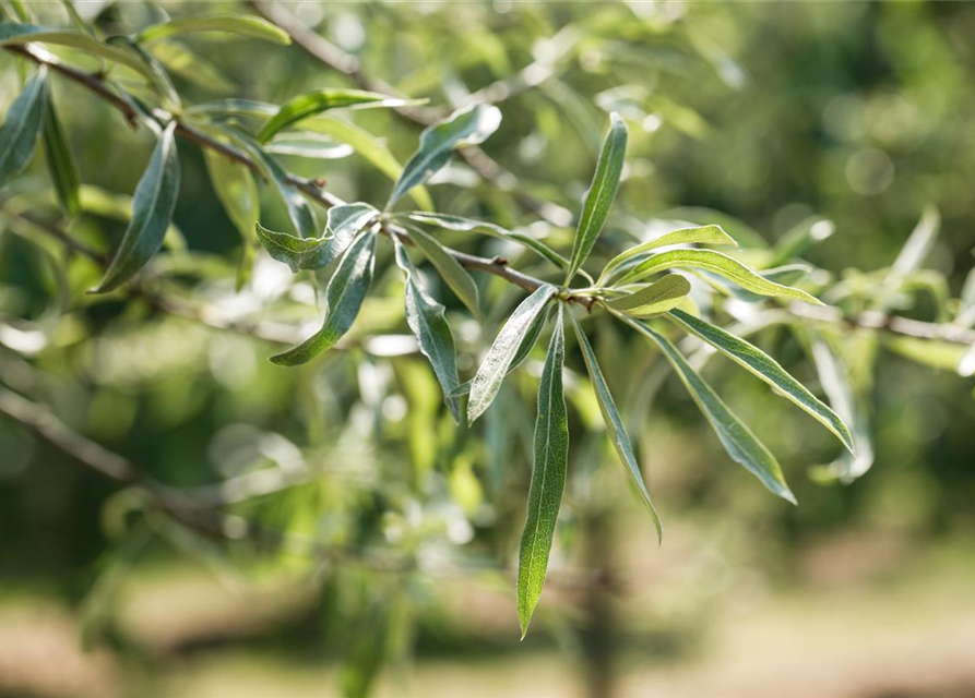 Pyrus salicifolia Pendula