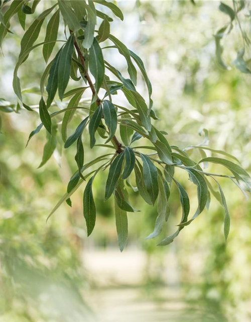 Pyrus salicifolia Pendula