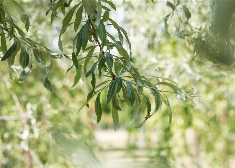 Pyrus salicifolia Pendula