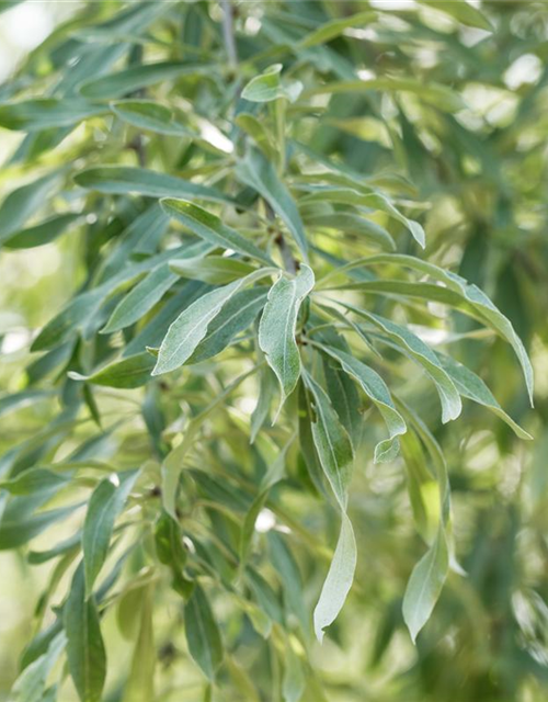 Pyrus salicifolia Pendula