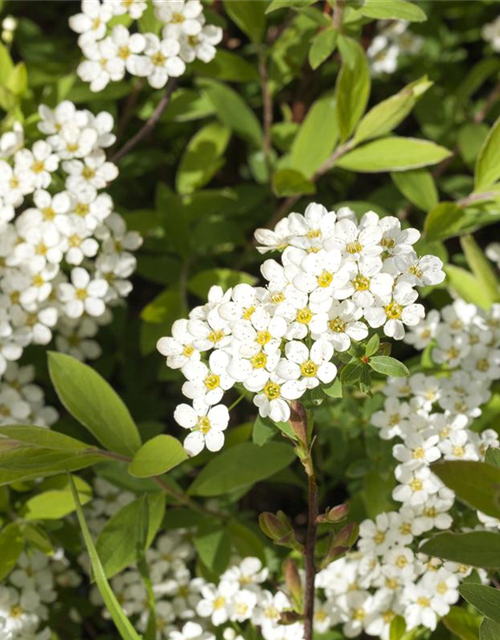 Spiraea cinerea Grefsheim