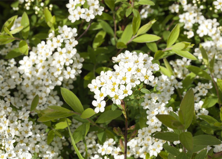 Spiraea cinerea Grefsheim