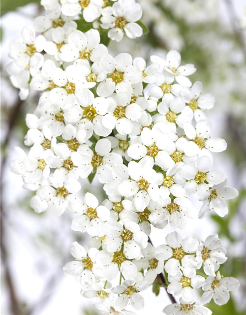 Spiraea cinerea Grefsheim