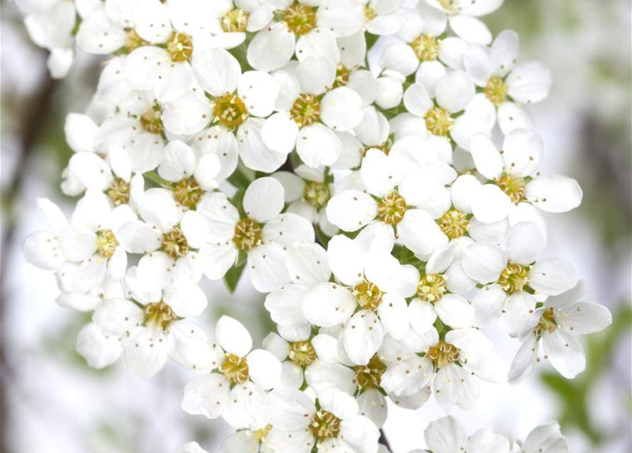 Spiraea cinerea Grefsheim