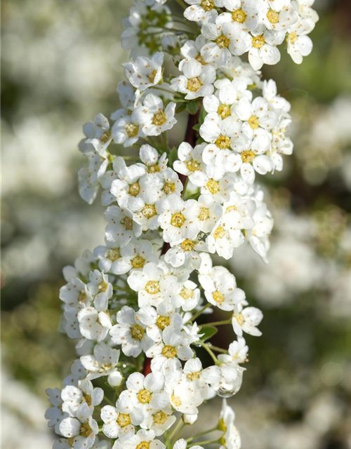 Spiraea cinerea Grefsheim