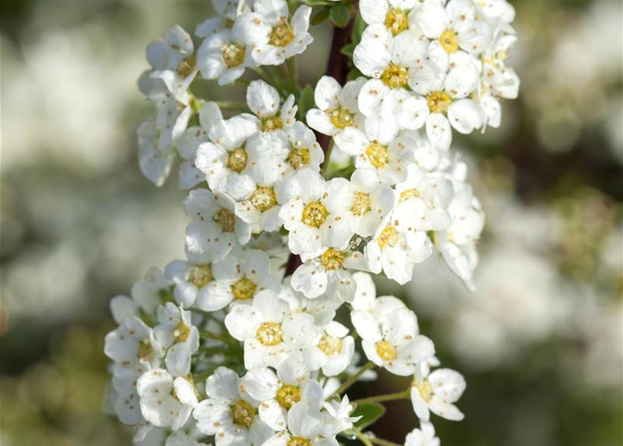 Spiraea cinerea Grefsheim