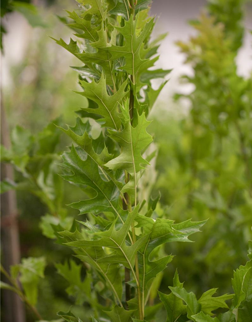 Quercus palustris Green Pillar