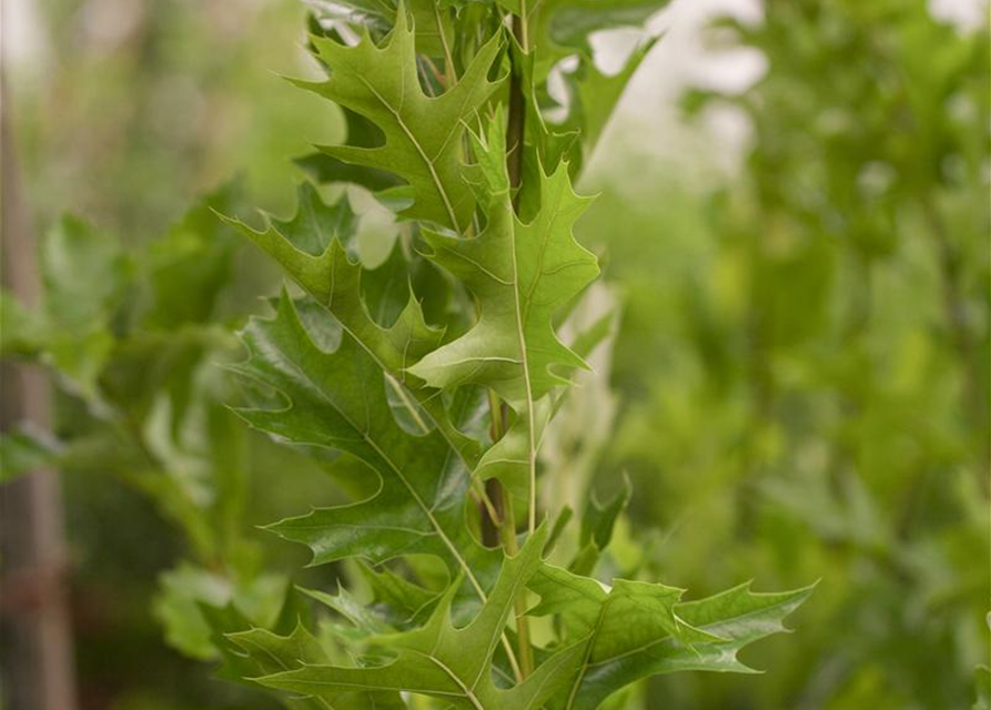 Quercus palustris Green Pillar