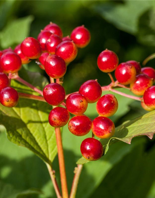 Viburnum opulus