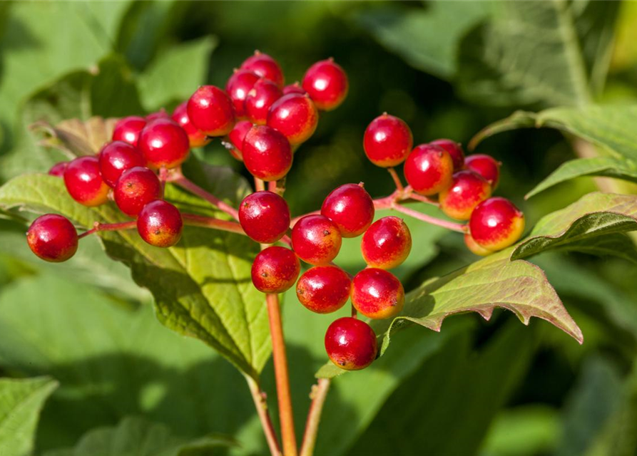 Viburnum opulus