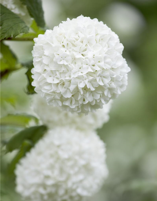 Viburnum opulus