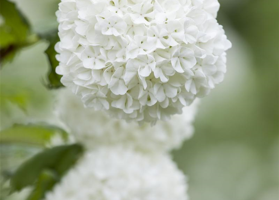 Viburnum opulus