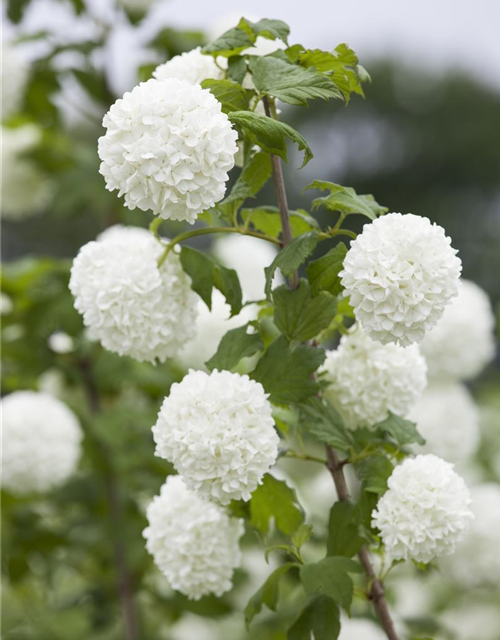 Viburnum opulus