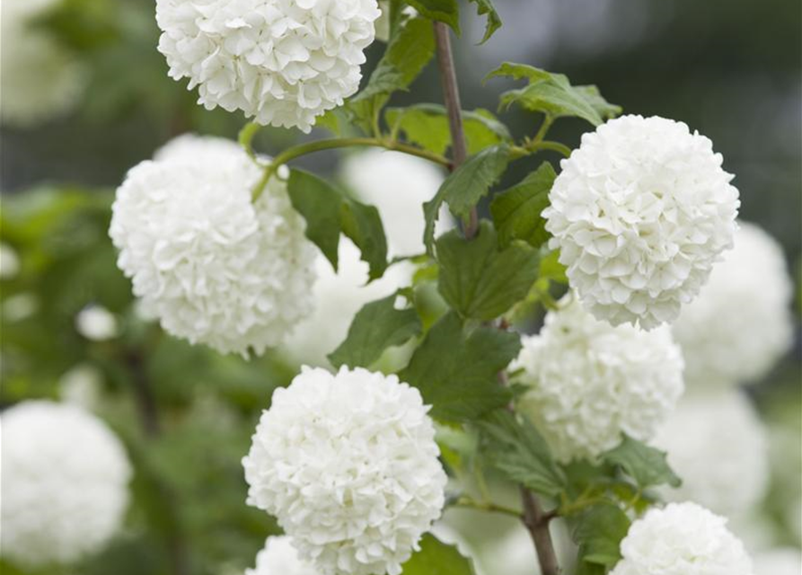 Viburnum opulus