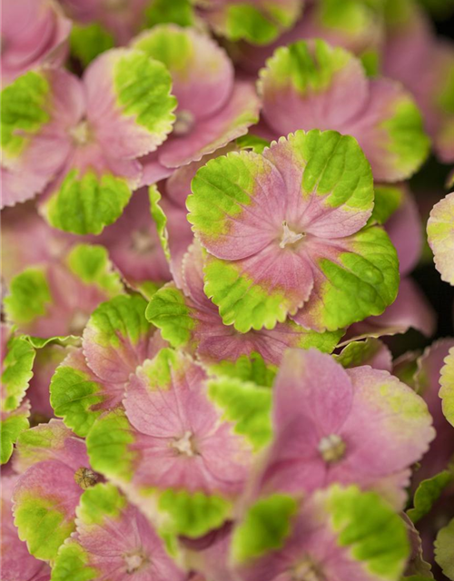 Hydrangea macrophylla Magical Amethyst