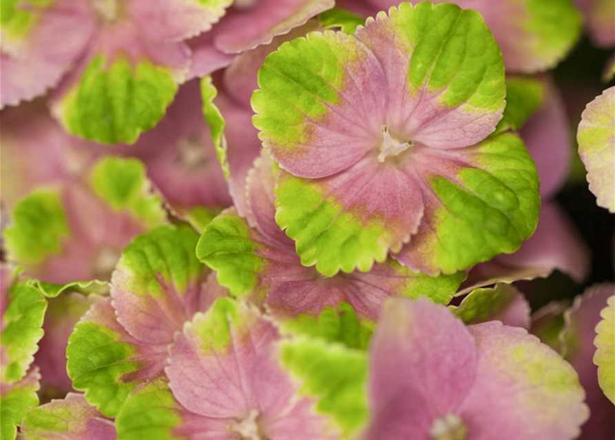 Hydrangea macrophylla Magical Amethyst