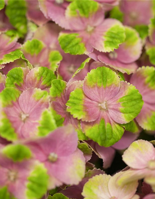 Hydrangea macrophylla Magical Amethyst