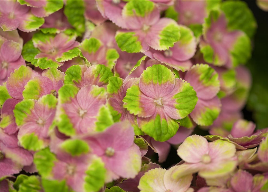 Hydrangea macrophylla Magical Amethyst