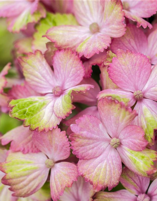 Hydrangea macrophylla Magical Amethyst