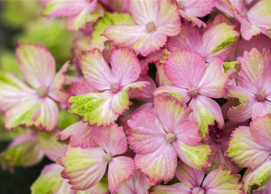 Hydrangea macrophylla Magical Amethyst