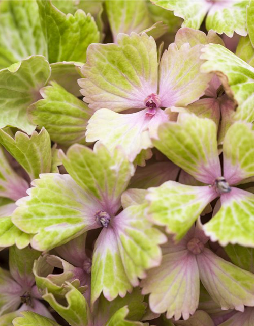 Hydrangea macrophylla Magical Amethyst