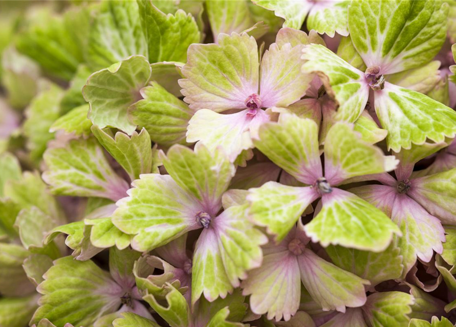 Hydrangea macrophylla Magical Amethyst