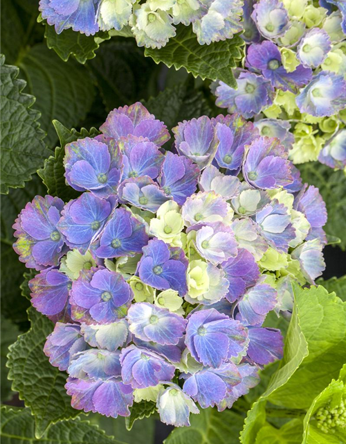 Hydrangea macrophylla Magical Amethyst