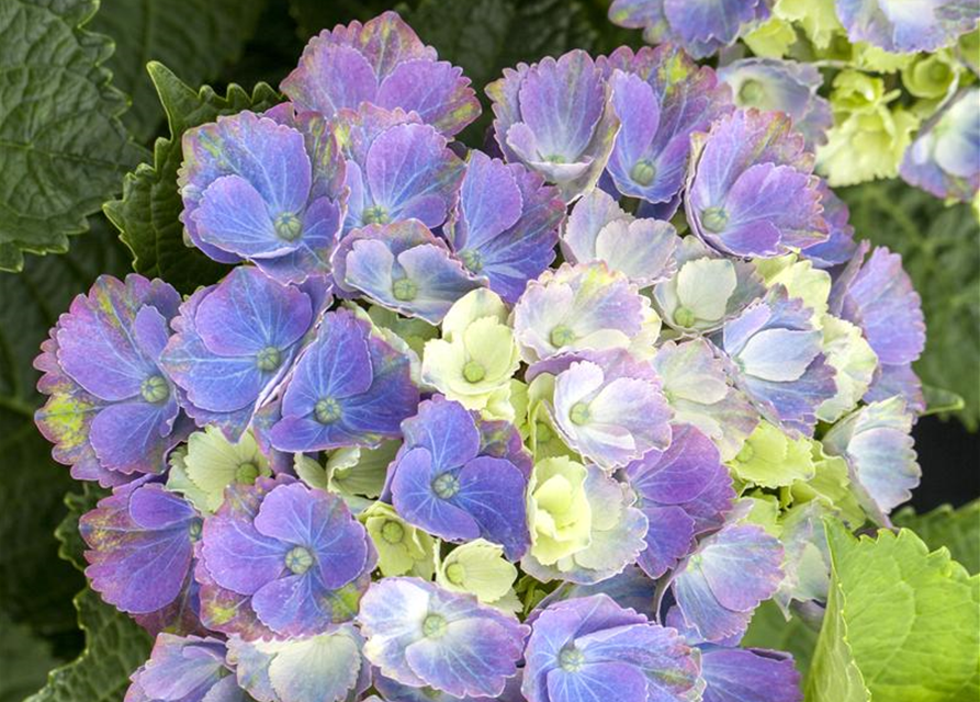 Hydrangea macrophylla Magical Amethyst